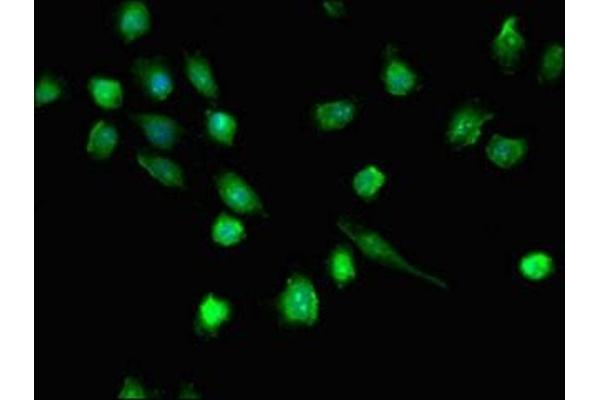 DHX36 antibody  (AA 68-181)