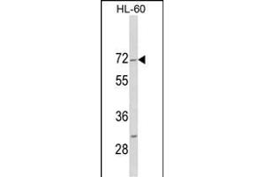 Western blot analysis of HIPK4 C-term (ABIN1882089 and ABIN2841287) in HL-60 cell line lysates (35 μg/lane). (HIPK4 antibody  (C-Term))