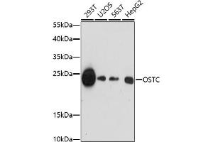 Western blot analysis of extracts of various cell lines, using OSTC antibody (ABIN7269094) at 1:1000 dilution.