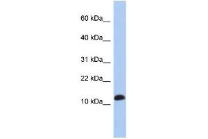 WB Suggested Anti-RPL30 Antibody Titration: 0. (RPL30 antibody  (Middle Region))