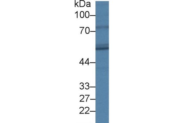 FADS3 antibody  (AA 331-445)