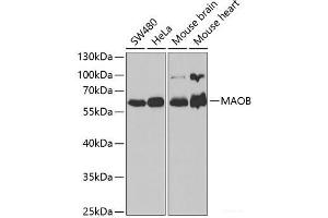 Western blot analysis of extracts of various cell lines using MAOB Polyclonal Antibody at dilution of 1:1000. (Monoamine Oxidase B antibody)