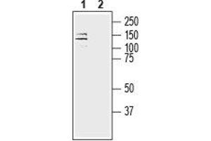 ATP1A3 antibody  (Intracellular, N-Term)