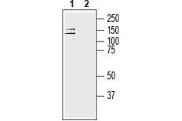 ATP1A3 antibody  (Intracellular, N-Term)