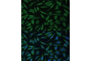 Immunofluorescence analysis of L929 cells using REXO2 Polyclonal Antibody (ABIN7269955) at dilution of 1:100 (40x lens). (REXO2 antibody  (AA 26-237))