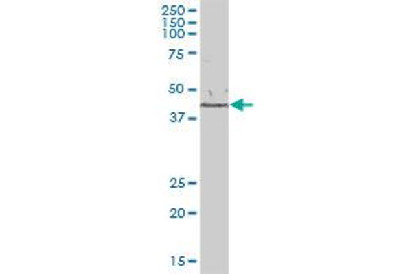 GFOD1 antibody  (AA 1-390)