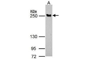 WB Image LTBP4 antibody [N1N2], N-term detects LTBP4 protein by Western blot analysis. (LTBP4 antibody  (N-Term))