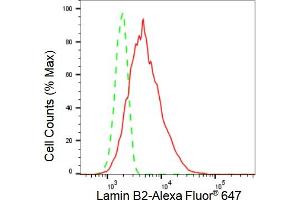 Flow cytometric analysis of Lamin B2 expression in HT- cells using Lamin B2 antibody (ABIN7799233), 1:2,000). (Recombinant Lamin B2 antibody)