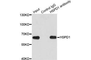 Immunoprecipitation analysis of 200ug extracts of HeLa cells using 1ug HSPD1 antibody. (HSPD1 antibody)