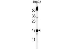 Western blot analysis of TYROBP Antibody (C-term) in HepG2 cell line lysates (35 µg/lane). (TYROBP antibody  (C-Term))