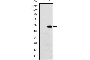Western blot analysis using RBP4 mAb against HEK293 (1) and RBP4(AA: 1-201)-hIgGFc transfected HEK293 (2) cell lysate.