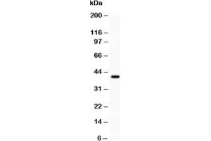 Western blot testing of PD-L1 antibody and recombinant human protein (0. (PD-L1 antibody  (AA 45-290))