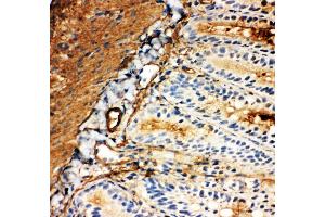 Anti-Glucose Transporter 5 GLUT5 antibody, IHC(F) IHC(F): Rat Intestine Tissue (SLC2A5 antibody  (Middle Region))