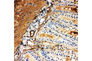 Anti-Glucose Transporter 5 GLUT5 antibody, IHC(F) IHC(F): Rat Intestine Tissue