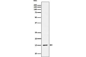 Western blot analysis of Phospho-Histone H3.