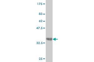 Western Blot detection against Immunogen (34. (ENC1 antibody  (AA 17-98))