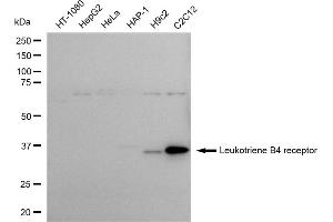 anti-Leukotriene B4 Receptor (LTB4R) antibody