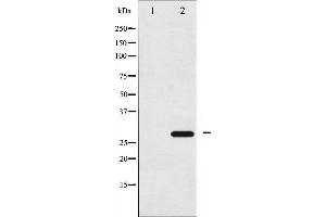 Western blot analysis of 14-3-3 zeta phosphorylation expression in UV treated NIH-3T3 whole cell lysates,The lane on the left is treated with the antigen-specific peptide. (14-3-3 zeta antibody  (pSer58))