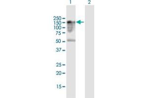 Western Blot analysis of FAM65A expression in transfected 293T cell line by FAM65A MaxPab polyclonal antibody. (FAM65A antibody  (AA 1-1219))