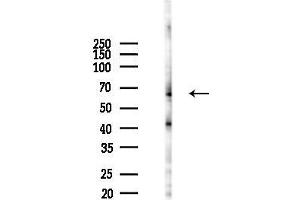Western blot analysis of lysates from F10-LUC cells(heat-shock 45 min treatment), using Phospho-HDAC1 (Ser421) Antibody at 1/1000 dilution.