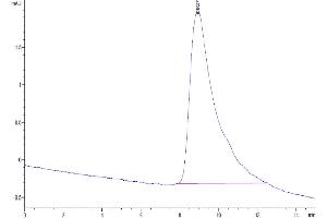 The purity of Mouse PGF is greater than 95 % as determined by SEC-HPLC. (PLGF Protein (AA 19-158) (His tag))
