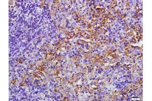Paraformaldehyde-fixed, paraffin embedded mouse spleen tissue, Antigen retrieval by boiling in sodium citrate buffer(pH6) for 15min, Block endogenous peroxidase by 3% hydrogen peroxide for 30 minutes, Blocking buffer (normal goat serum) at 37°C for 20min, Antibody incubation with Rabbit Anti-EIF2AK2/PKR Polyclonal Antibody, Unconjugated  at 1:500 overnight at 4°C, followed by a conjugated secondary and DAB staining (E2AK2/PKR antibody  (AA 251-360))