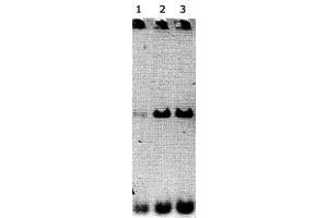 Lanes 1-3 contained ARNTL immunoprecipitated DNA (60, 40 & 20 uL of antisera respectively). (ARNTL antibody)