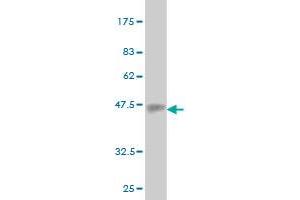 Western Blot detection against Immunogen (37. (EMILIN2 antibody  (AA 121-230))