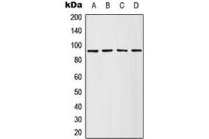 Western Blotting (WB) image for anti-Ribosomal Protein S6 Kinase, 90kDa, Polypeptide 1 (RPS6KA1) (pSer380) antibody (ABIN7296874)