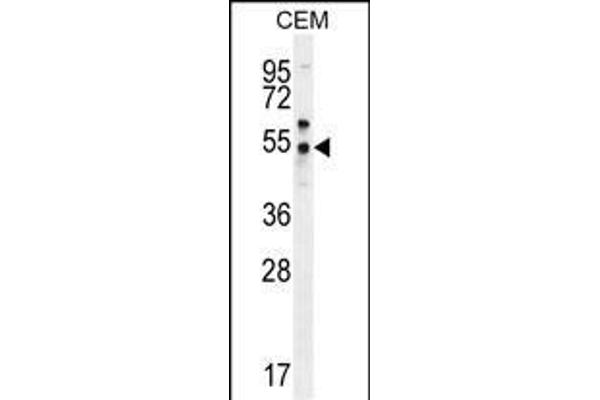 FOLH1B antibody  (C-Term)