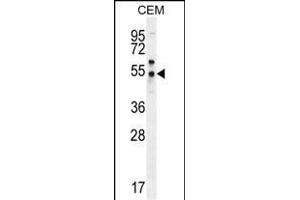 FOLH1B antibody  (C-Term)
