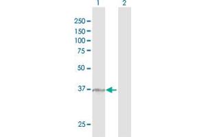 MAN1A1 antibody  (AA 1-367)