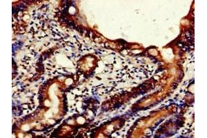 Immunohistochemistry of paraffin-embedded human small intestine tissue using ABIN7161410 at dilution of 1:100 (NPSR1 antibody  (AA 1-52))
