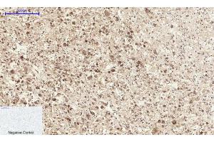 anti-Annexin A1 (ANXA1) (AA 130-180) antibody