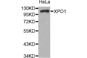 Western blot analysis of extracts of HeLa cell line, using XPO1 antibody. (XPO1 antibody)