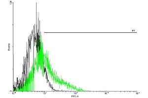 FACS analysis of negative control 293 cells (Black) and MS4A1 expressing 293 cells (Green) using MS4A1 purified MaxPab mouse polyclonal antibody. (CD20 antibody  (AA 1-297))