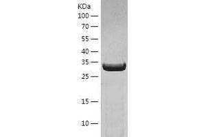 Western Blotting (WB) image for Aldo-Keto Reductase Family 7, Member A3 (Aflatoxin Aldehyde Reductase) (AKR7A3) (AA 1-331) protein (His tag) (ABIN7121787) (AKR7A3 Protein (AA 1-331) (His tag))