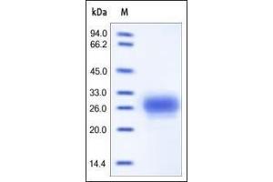 Human TFPI-2, His Tag on SDS-PAGE under reducing (R) condition. (TFPI2 Protein (AA 23-213) (His tag))