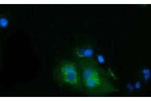 Anti-HSPA6 mouse monoclonal antibody (ABIN2453153) immunofluorescent staining of COS7 cells transiently transfected by pCMV6-ENTRY HSPA6 (RC207795). (HSPA6 antibody)