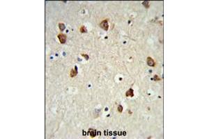Formalin-fixed and paraffin-embedded mouse brain tissue reacted with RPS6KB2 Antibody, which was peroxidase-conjugated to the secondary antibody, followed by DAB staining.