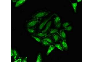 Immunofluorescent analysis of Hela cells using ABIN7162562 at dilution of 1:100 and Alexa Fluor 488-congugated AffiniPure Goat Anti-Rabbit IgG(H+L) (PTF1A antibody  (AA 224-325))