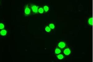 Immunofluorescent staining of HT29 cells using anti-HHex mouse monoclonal antibody (ABIN2452235). (HHEX antibody  (AA 100-270))