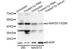 Western blot analysis of extracts of 293 and NIH/3T3 cells, using Phospho-MAP2K1-S298 antibody (ABIN5969913) at 1/1000 dilution. (MEK1 antibody  (pSer297))
