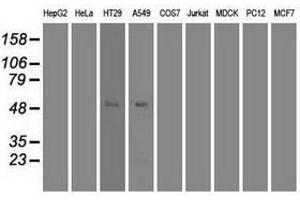 Image no. 7 for anti-Myc Proto-Oncogene protein (MYC) antibody (ABIN1497013) (c-MYC antibody)