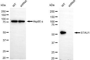Western blotting analysis using STAU1 antibody (ABIN7800434).