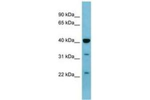 Image no. 1 for anti-Mitogen-Activated Protein Kinase 3 (MAPK3) (AA 251-300) antibody (ABIN6741660)