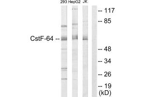 Western Blotting (WB) image for anti-Cleavage Stimulation Factor, 3' Pre-RNA, Subunit 2, 64kDa (CSTF2) (N-Term) antibody (ABIN1849327) (CSTF2 antibody  (N-Term))