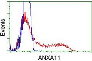 Flow Cytometry (FACS) image for anti-Annexin A11 (ANXA11) antibody (ABIN1496647) (Annexin A11 antibody)