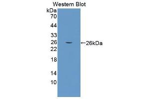 Western blot analysis of the recombinant protein. (COL6a3 antibody  (AA 2009-2205))