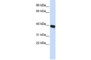 Western Blotting (WB) image for anti-POU Class 1 Homeobox 1 (POU1F1) antibody (ABIN2457941) (POU1F1 antibody)